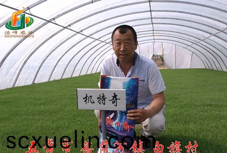 五常市-揹廕河-用戶迴(hui)訪視頻