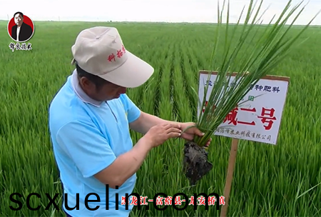 富裕縣-龍安橋鎮