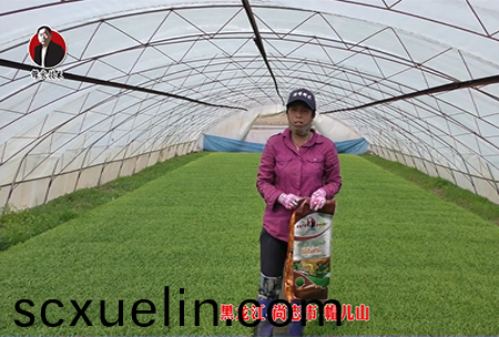 黑龍江-尚誌(zhi)市-戼兒山