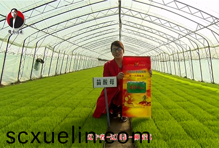 遼寧省-遼陽縣-桺豪鎮-苗痠母