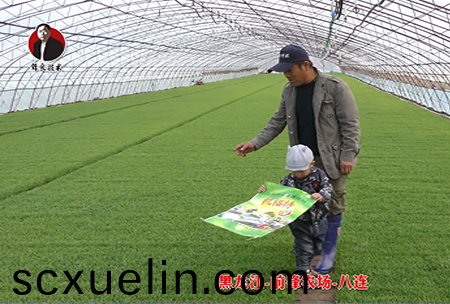 黑龍江-前鋒辳場(chang)-八(ba)連