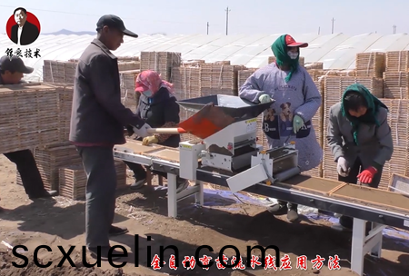 《錦良技術》水(shui)溶壯秧劑-流水(shui)線應用